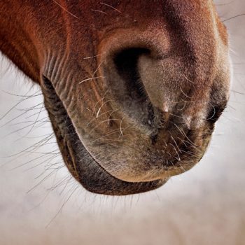 horse nose
